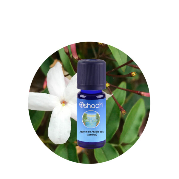 Aceite Esencial absoluto de Jazmín Sambac