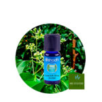 Aceite Esencial de Canela de China (Cassia)