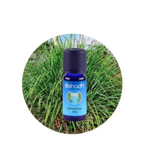Aceite Esencial de Citronela de Java