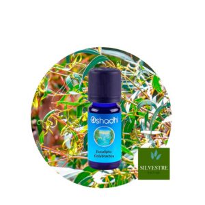 Aceite esencial eucalipto polibractea