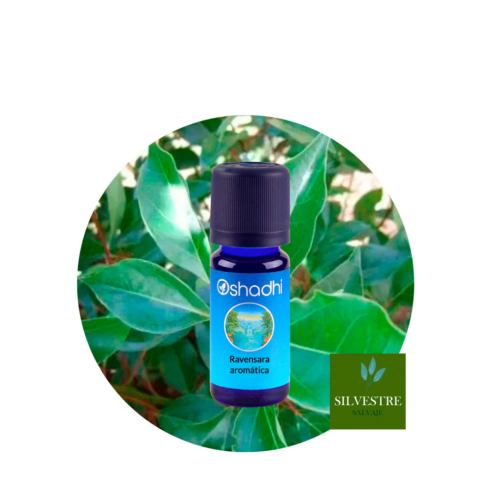 Aceite Esencial de Ravensara Aromática