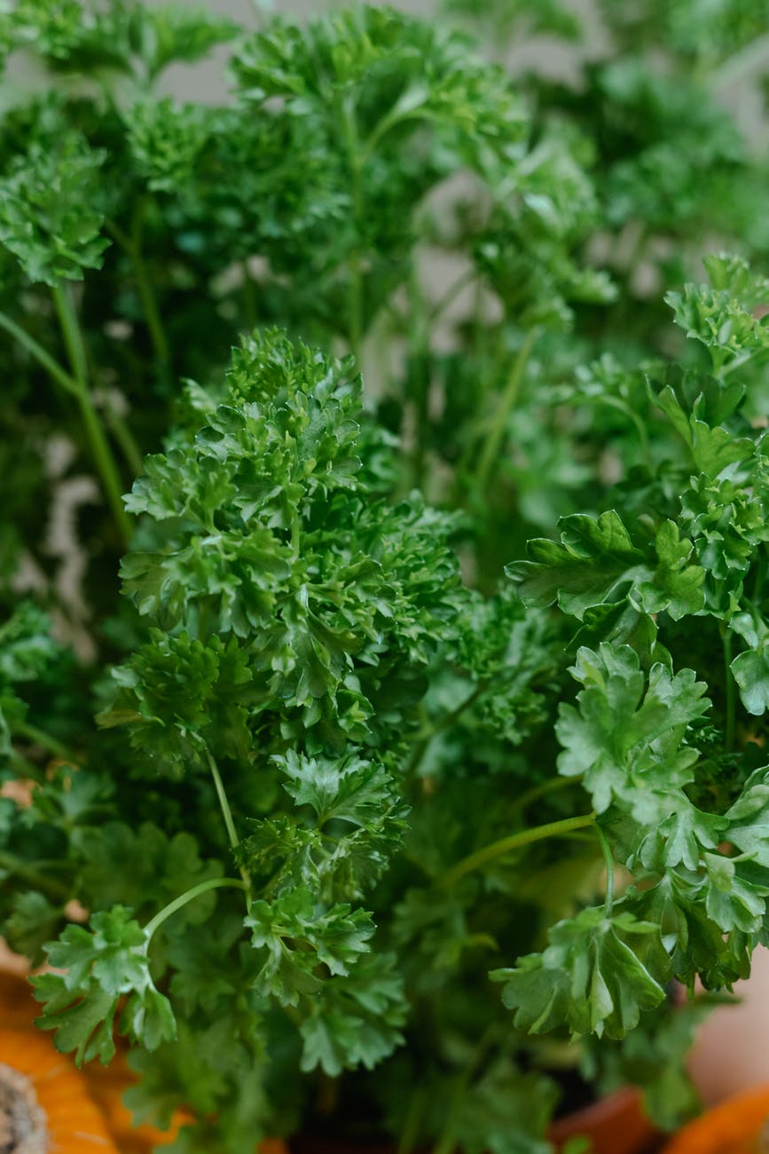 cilantro