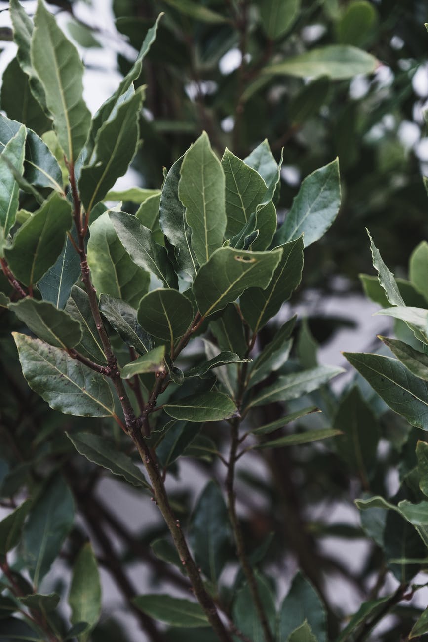 laurel