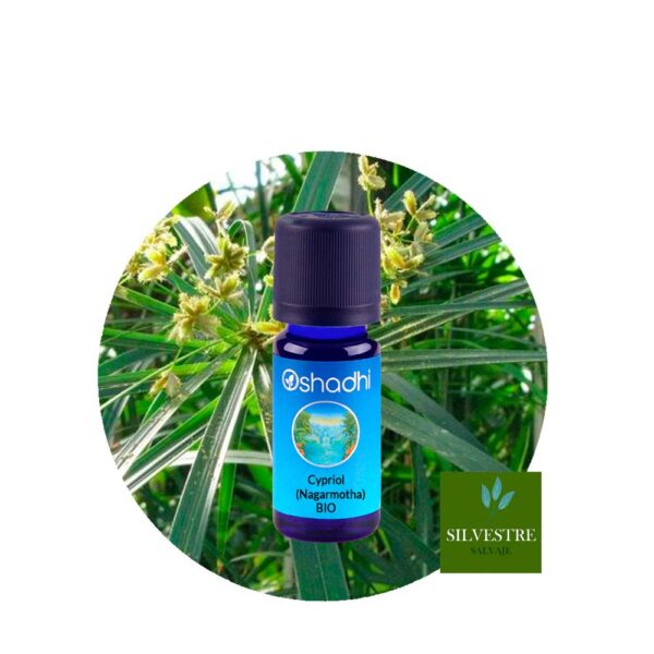 AE.-Cypriol-Nagarmotha Aceite Esencial de Nagarmota (Cypriol) - Imagen 1