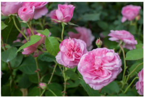 Aceite Esencial de Rosa