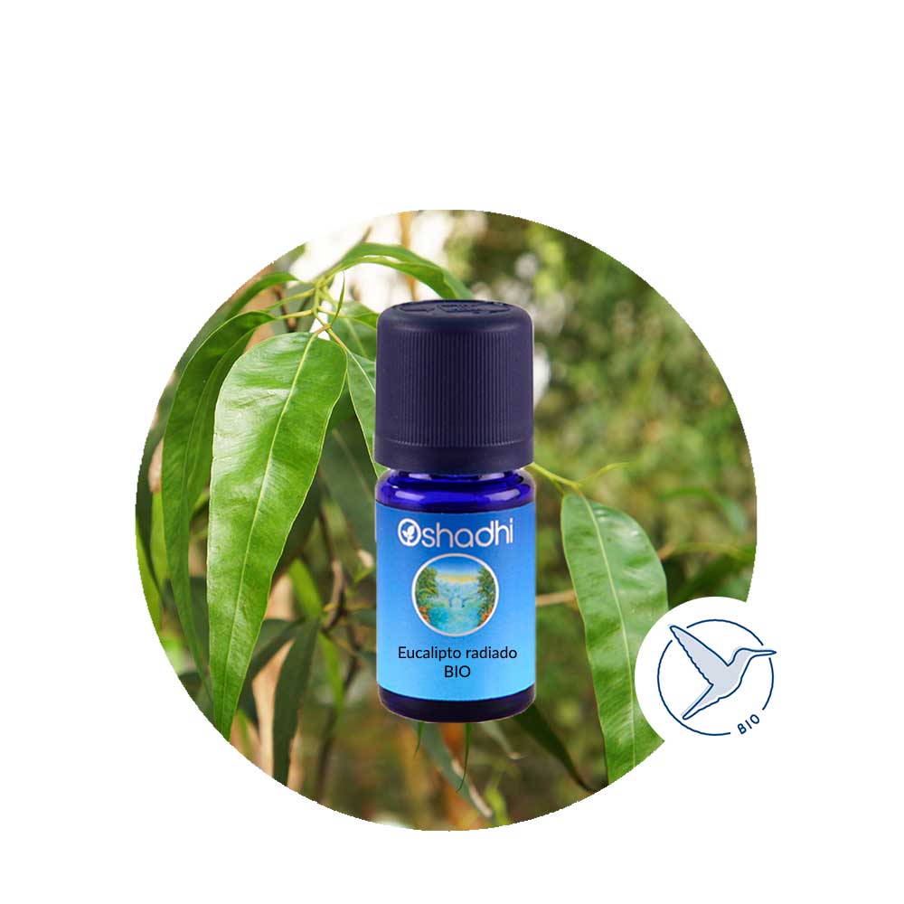 Aceite Esencial de Eucalipto Radiado BIO
